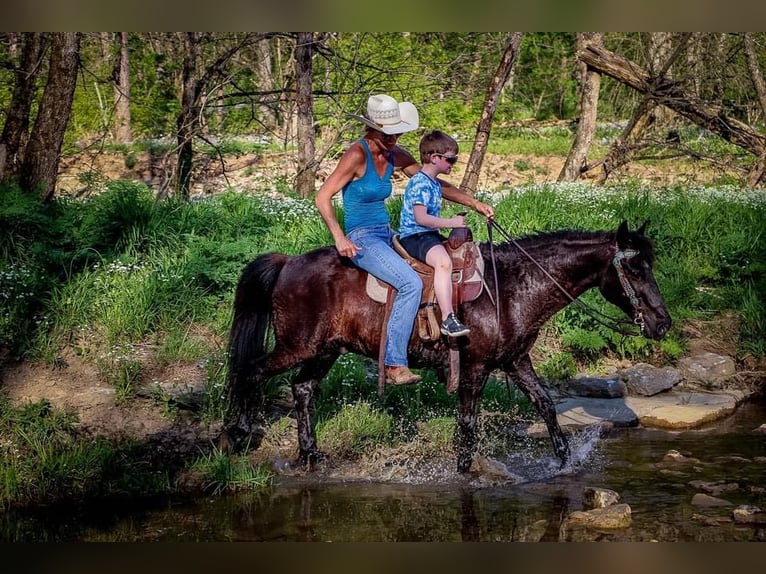 American Quarter Horse Castrone 14 Anni Morello in Hillsboro KY