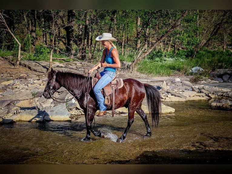 American Quarter Horse Castrone 14 Anni Morello in Hillsboro KY