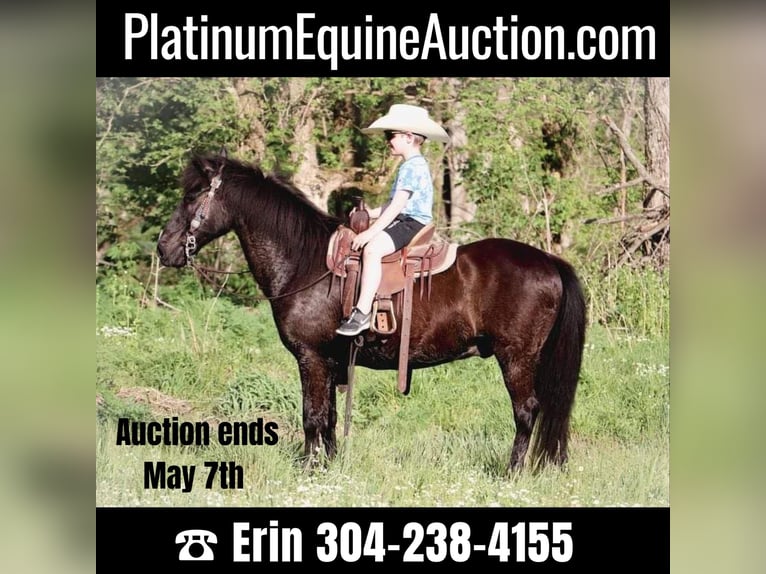 American Quarter Horse Castrone 14 Anni Morello in Hillsboro KY