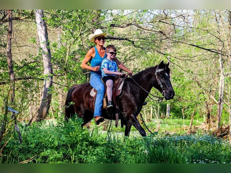 American Quarter Horse Castrone 14 Anni Morello in Hillsboro KY