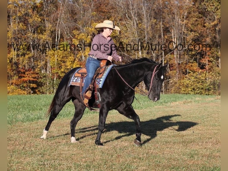 American Quarter Horse Castrone 14 Anni Morello in Mount Vernon