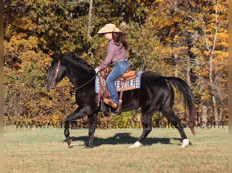 American Quarter Horse Castrone 14 Anni Morello in Mount Vernon
