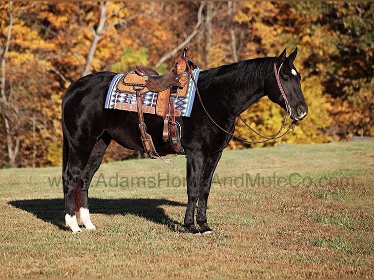 American Quarter Horse Castrone 14 Anni Morello in Mount Vernon