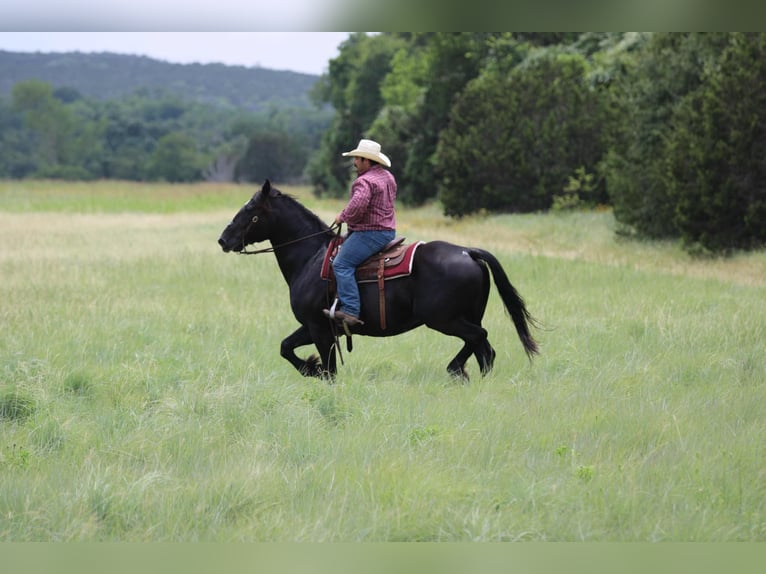 American Quarter Horse Castrone 14 Anni Morello in STEPHENVILLE, TX