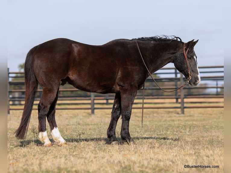 American Quarter Horse Castrone 14 Anni Morello in Weatherford TX