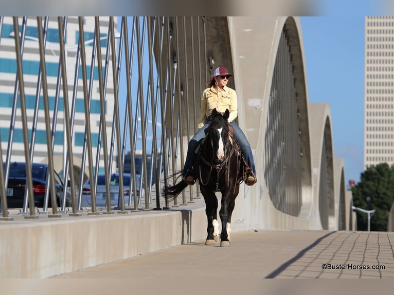 American Quarter Horse Castrone 14 Anni Morello in Weatherford TX