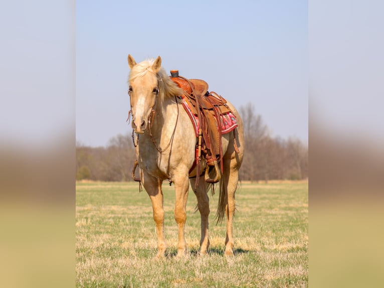 American Quarter Horse Castrone 14 Anni Palomino in Baxter Springs