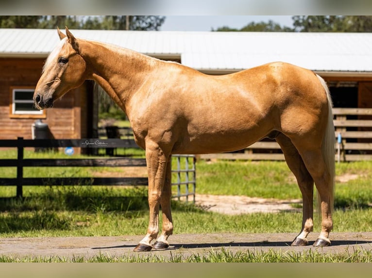 American Quarter Horse Mix Castrone 14 Anni Palomino in Brooksville, FL