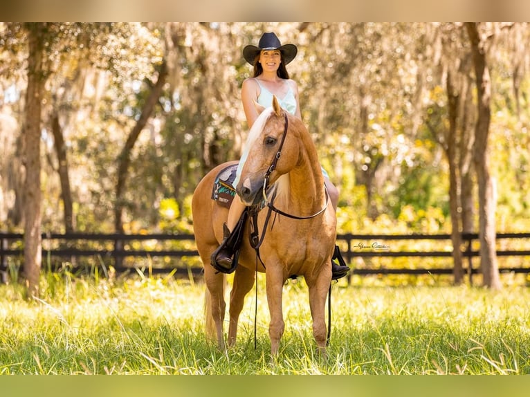 American Quarter Horse Mix Castrone 14 Anni Palomino in Brooksville, FL