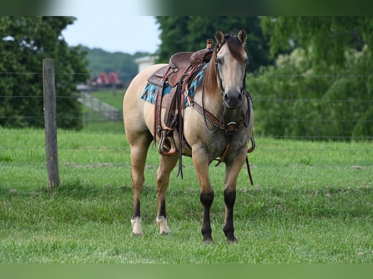 American Quarter Horse Castrone 14 Anni Pelle di daino in Jackson, OH