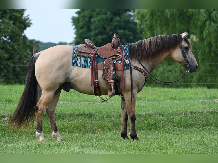 American Quarter Horse Castrone 14 Anni Pelle di daino in Jackson, OH