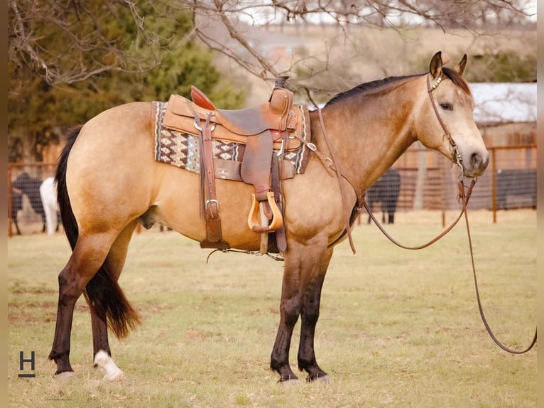 American Quarter Horse Castrone 14 Anni Pelle di daino in Joshua, TX