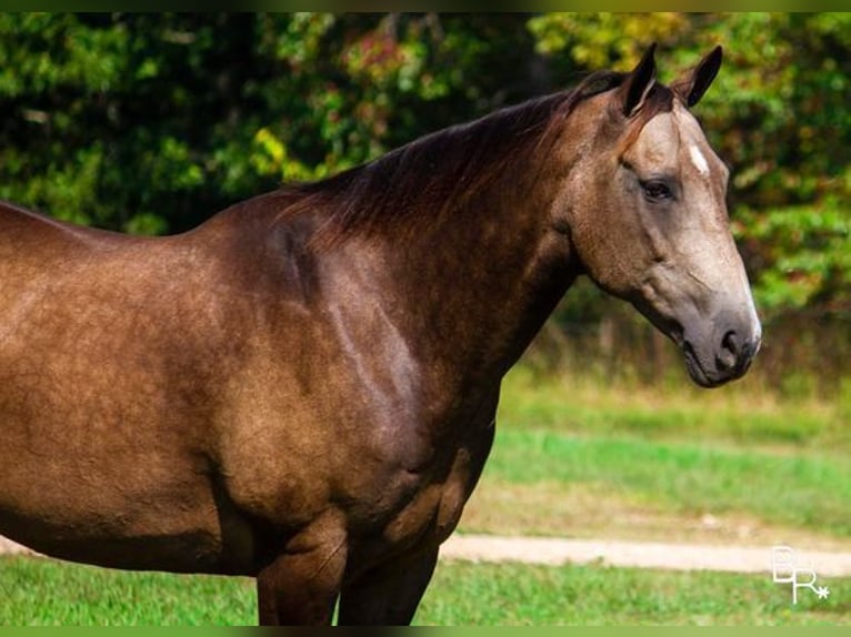 American Quarter Horse Castrone 14 Anni Pelle di daino in Mountain Grove, MO