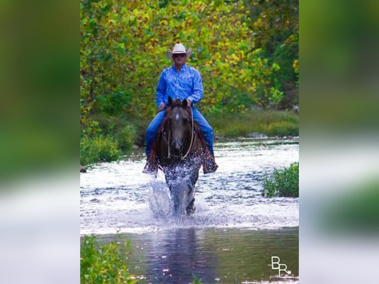 American Quarter Horse Castrone 14 Anni Pelle di daino in Mountain Grove, MO