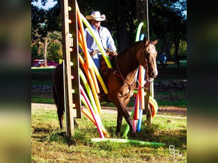 American Quarter Horse Castrone 14 Anni Pelle di daino in Mountain Grove, MO