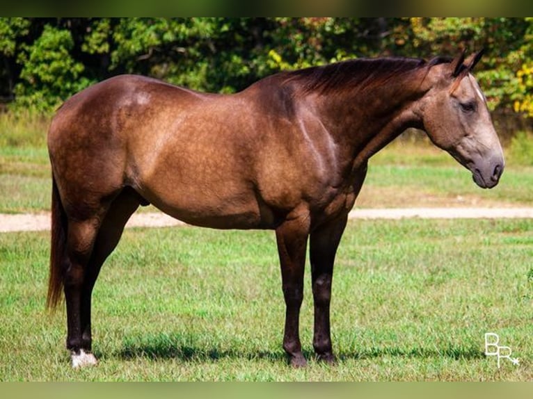 American Quarter Horse Castrone 14 Anni Pelle di daino in Mountain Grove, MO