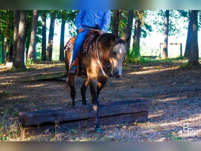 American Quarter Horse Castrone 14 Anni Pelle di daino in Mountain Grove, MO