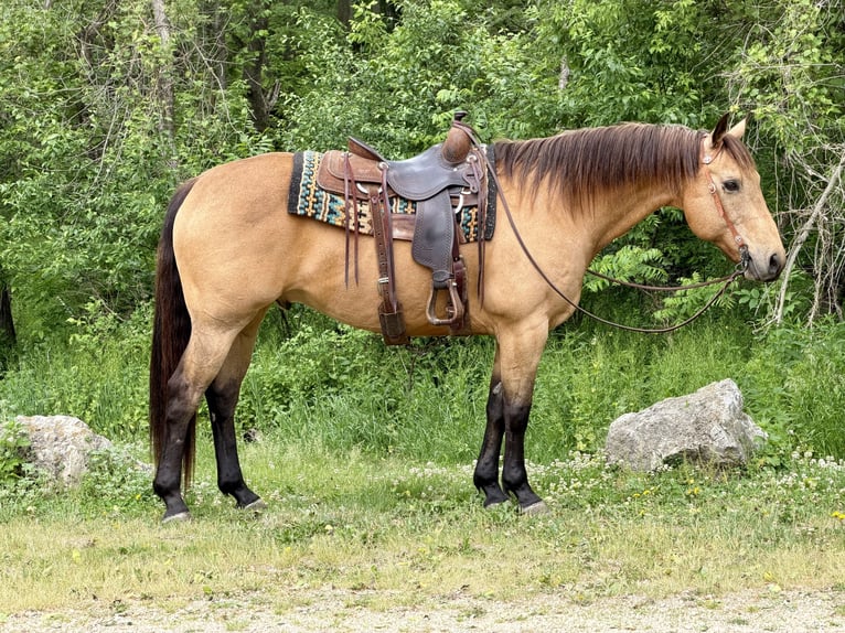 American Quarter Horse Castrone 14 Anni Pelle di daino in Cannon Falls