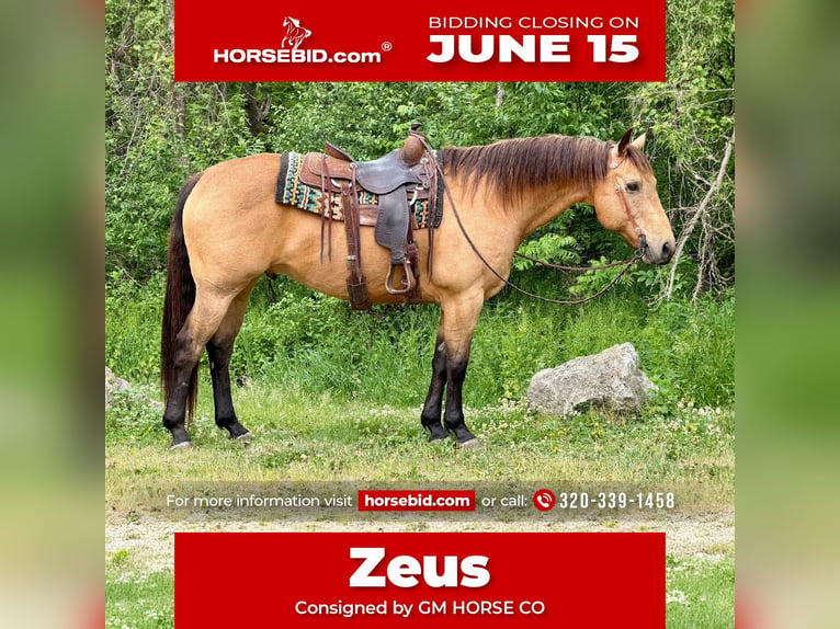 American Quarter Horse Castrone 14 Anni Pelle di daino in Cannon Falls