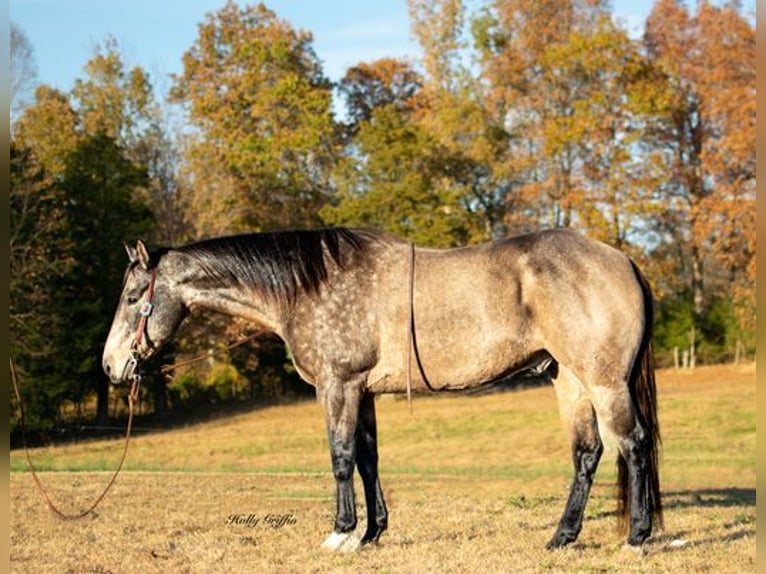 American Quarter Horse Castrone 14 Anni Pelle di daino in Greenville, KY