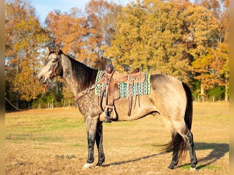 American Quarter Horse Castrone 14 Anni Pelle di daino in Greenville, KY