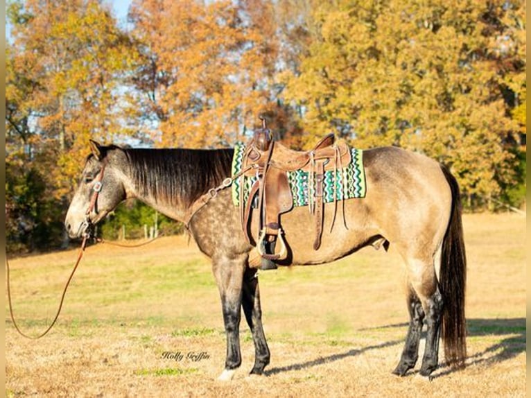 American Quarter Horse Castrone 14 Anni Pelle di daino in Greenville, KY