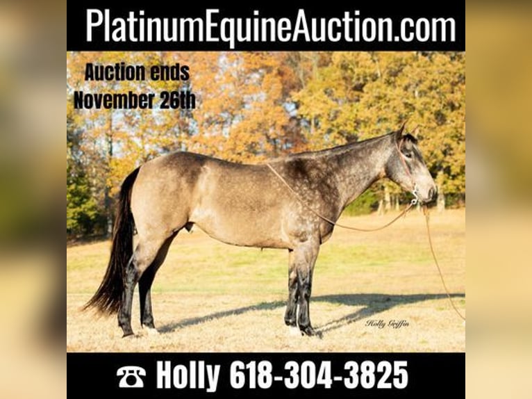 American Quarter Horse Castrone 14 Anni Pelle di daino in Greenville, KY