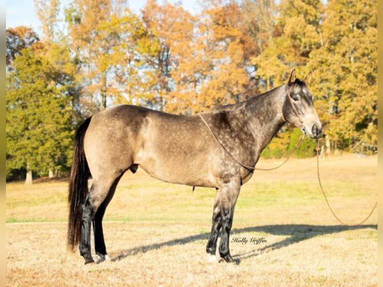 American Quarter Horse Castrone 14 Anni Pelle di daino in Greenville, KY