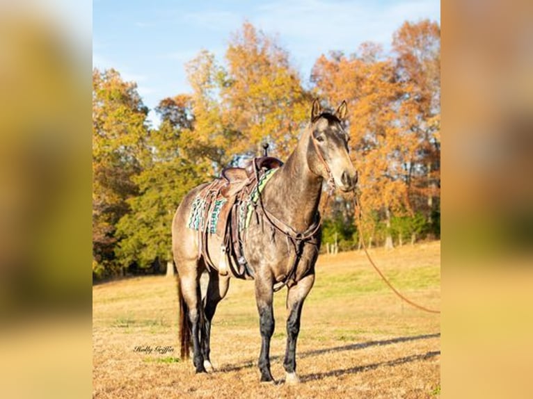 American Quarter Horse Castrone 14 Anni Pelle di daino in Greenville, KY