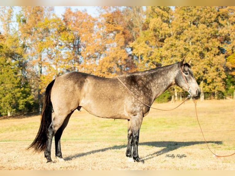 American Quarter Horse Castrone 14 Anni Pelle di daino in Greenville, KY