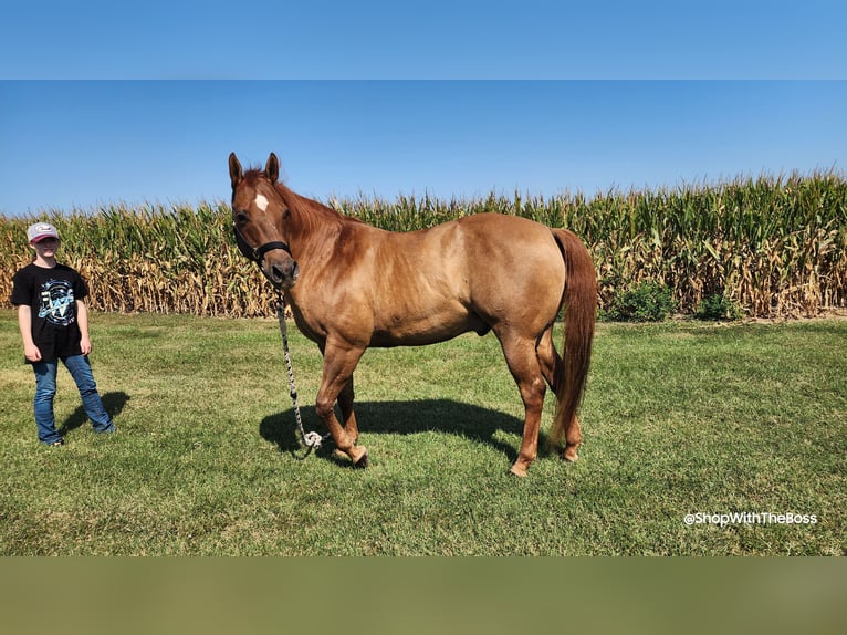 American Quarter Horse Castrone 14 Anni Red dun in Oxford, PA