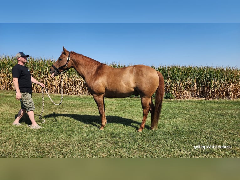 American Quarter Horse Castrone 14 Anni Red dun in Oxford, PA