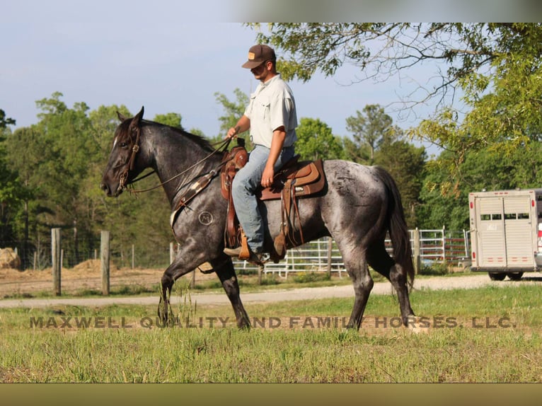 American Quarter Horse Castrone 14 Anni Roano blu in Cherryville NC