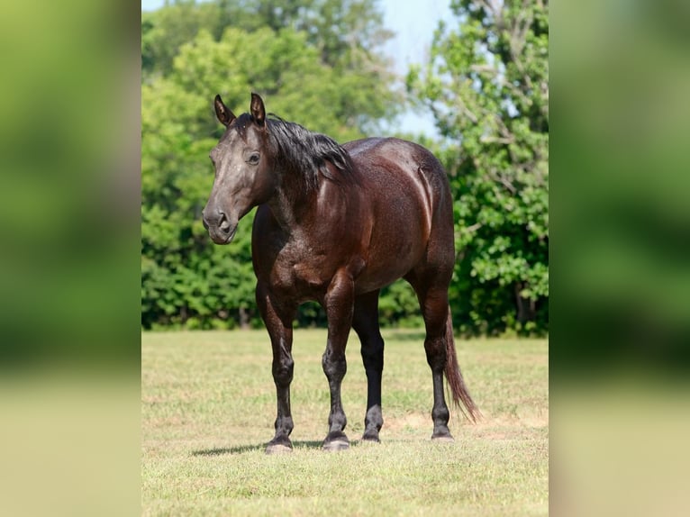 American Quarter Horse Mix Castrone 14 Anni Roano blu in Athens