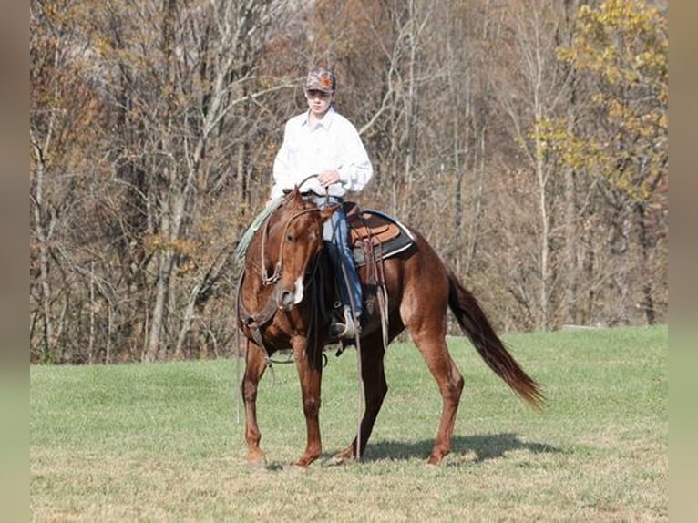 American Quarter Horse Castrone 14 Anni Roano rosso in Somerset, KY