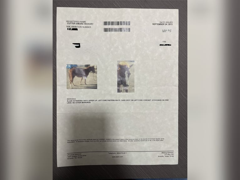 American Quarter Horse Castrone 14 Anni Sauro in Villanterio