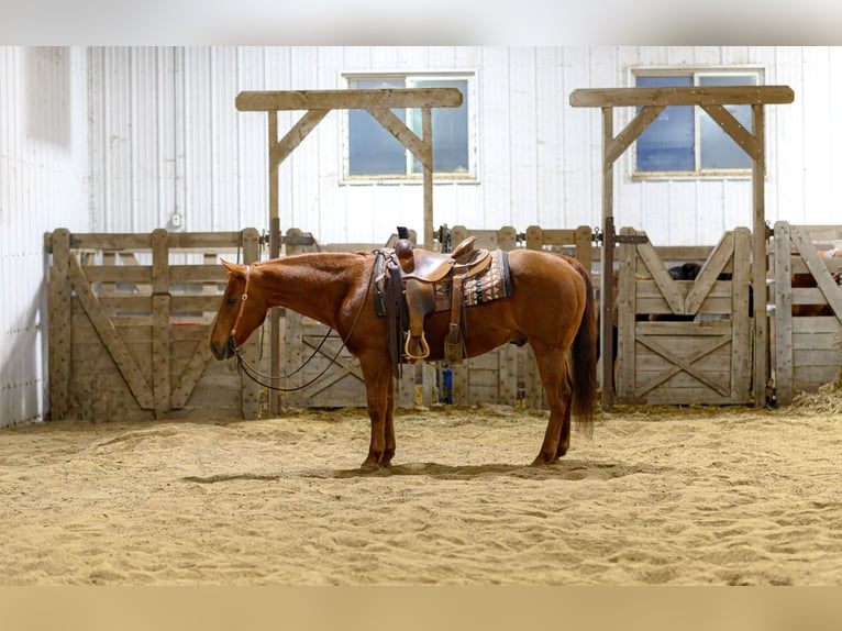 American Quarter Horse Castrone 14 Anni Sauro ciliegia in Cannon Falls
