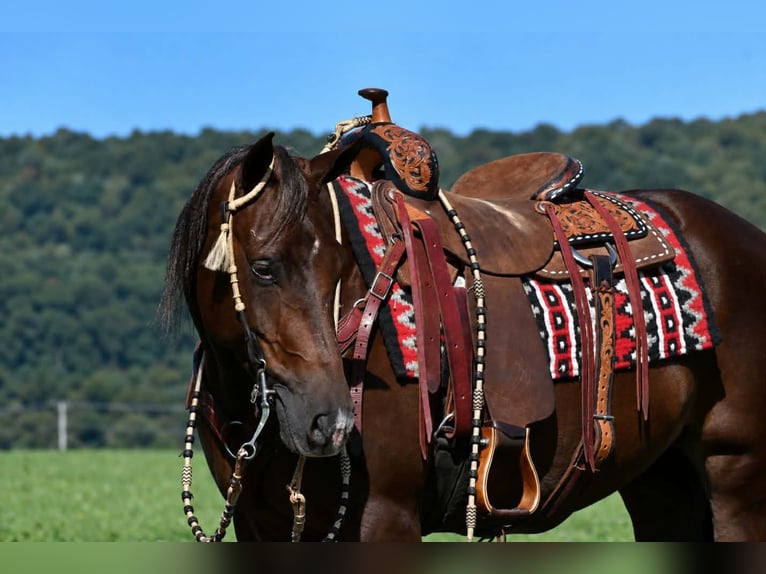 American Quarter Horse Castrone 14 Anni Sauro ciliegia in Rebersburg