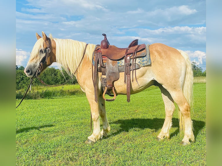 American Quarter Horse Castrone 14 Anni Sauro ciliegia in Flemingsburg