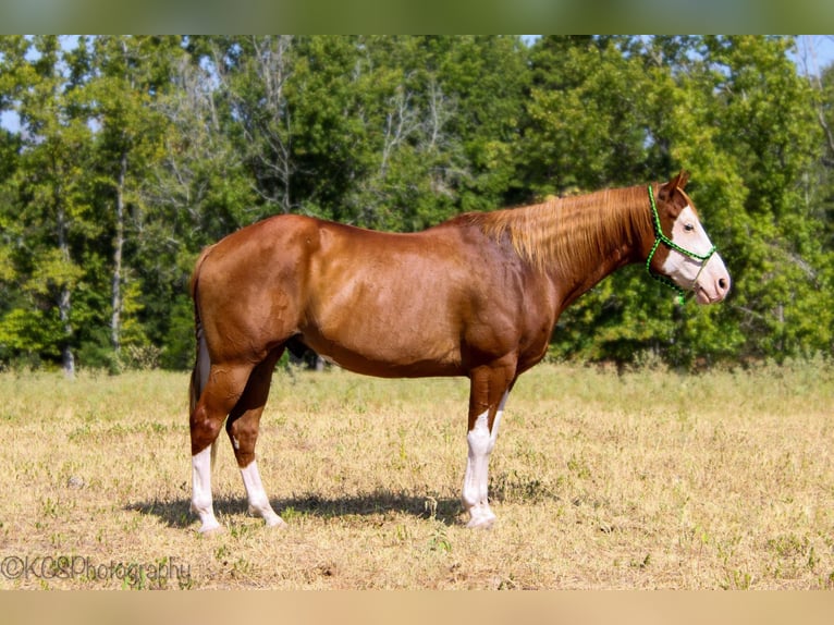 American Quarter Horse Castrone 14 Anni Sauro ciliegia in Palestine TX