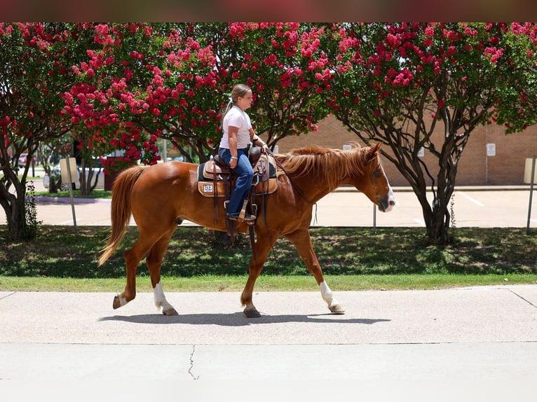American Quarter Horse Castrone 14 Anni Sauro ciliegia in Terrell