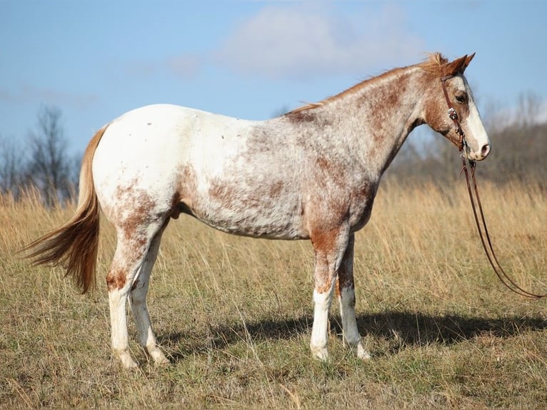 American Quarter Horse Castrone 14 Anni Sauro ciliegia in Brodhead KY