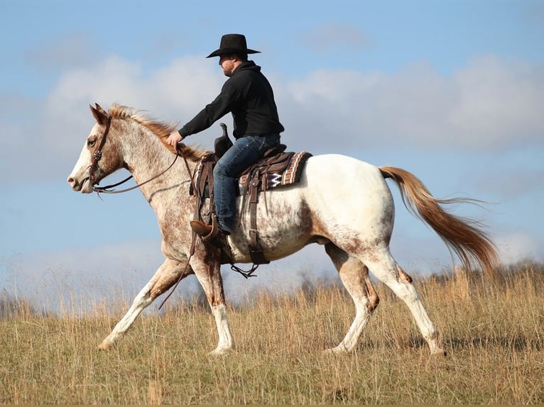 American Quarter Horse Castrone 14 Anni Sauro ciliegia in Brodhead KY