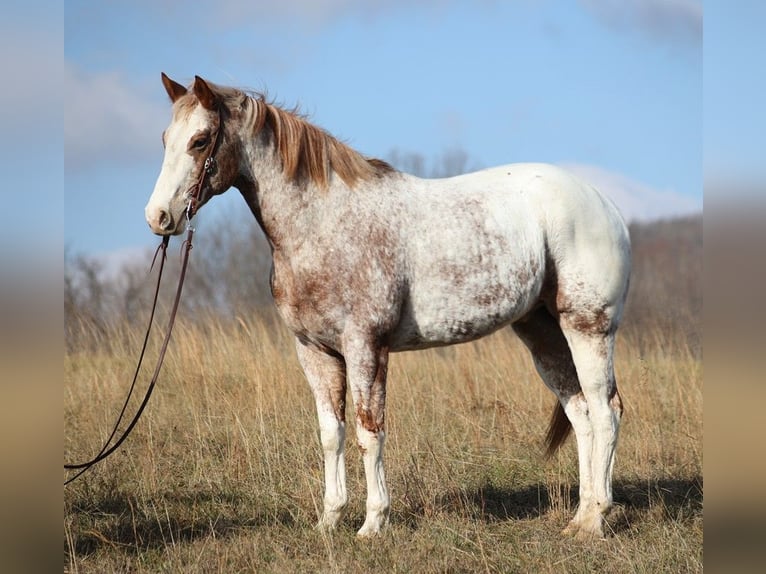 American Quarter Horse Castrone 14 Anni Sauro ciliegia in Brodhead KY