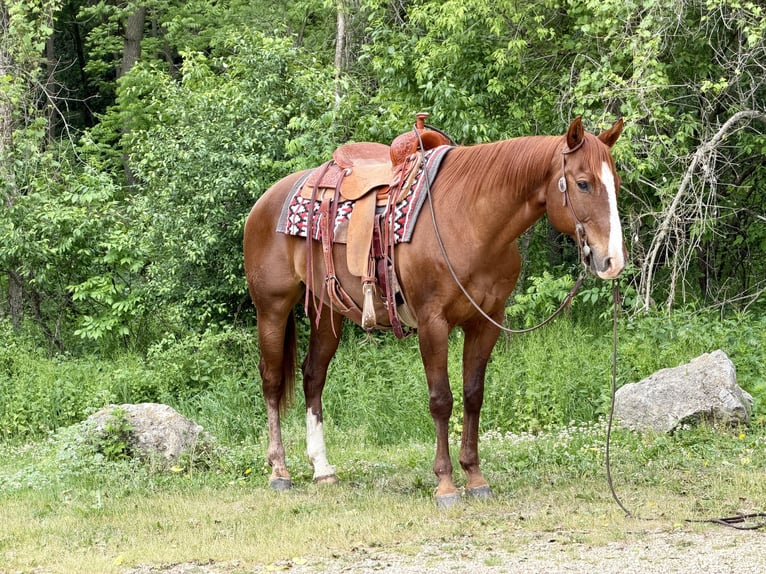American Quarter Horse Castrone 14 Anni Sauro ciliegia in Cannon Falls
