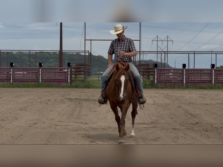 American Quarter Horse Castrone 14 Anni Sauro ciliegia in Cannon Falls