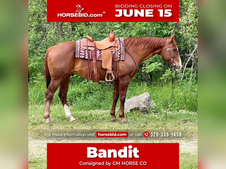American Quarter Horse Castrone 14 Anni Sauro ciliegia in Cannon Falls