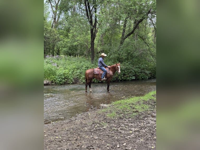 American Quarter Horse Castrone 14 Anni Sauro ciliegia in Cannon Falls