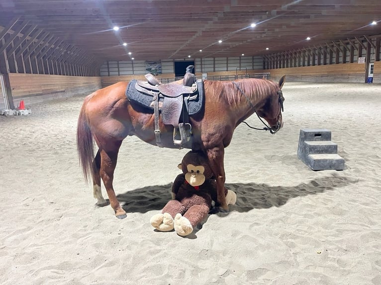 American Quarter Horse Castrone 14 Anni Sauro ciliegia in Shippensburg