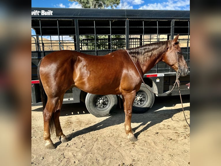 American Quarter Horse Castrone 14 Anni Sauro scuro in King City, CA